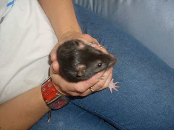 meine >Ratten!! - 