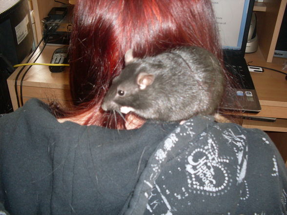 meine >Ratten!! - 