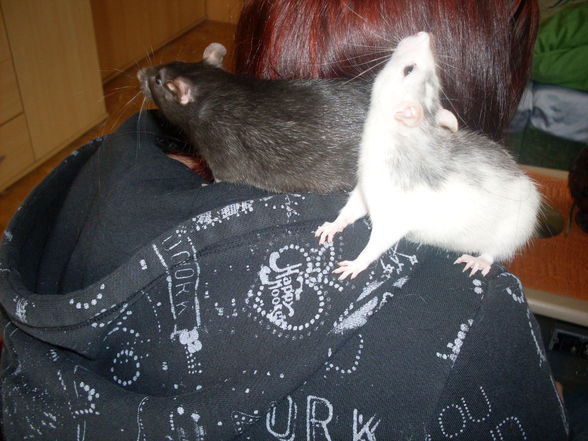 meine >Ratten!! - 