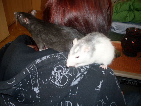 meine >Ratten!! - 