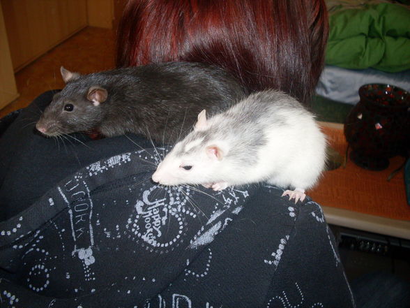 meine >Ratten!! - 