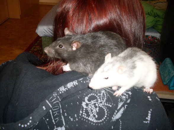 meine >Ratten!! - 