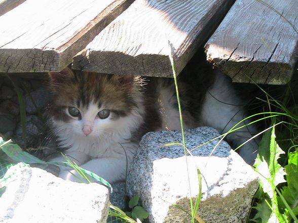 Der kleine Löwe aus Lichtenberg - MAYA  - 