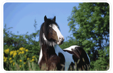 Reiten - 