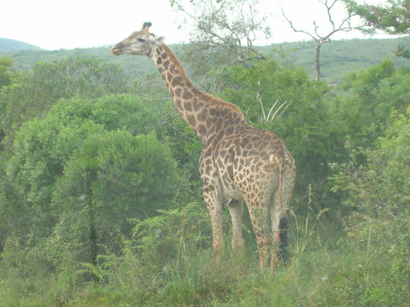 Südafrika - Durban März 2008 - 