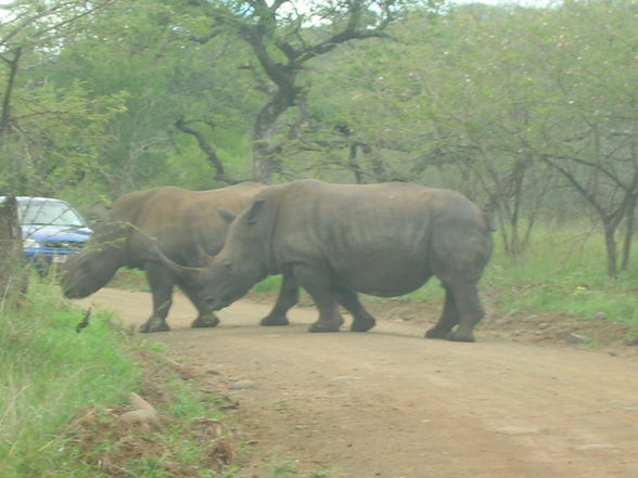 Südafrika - Durban März 2008 - 