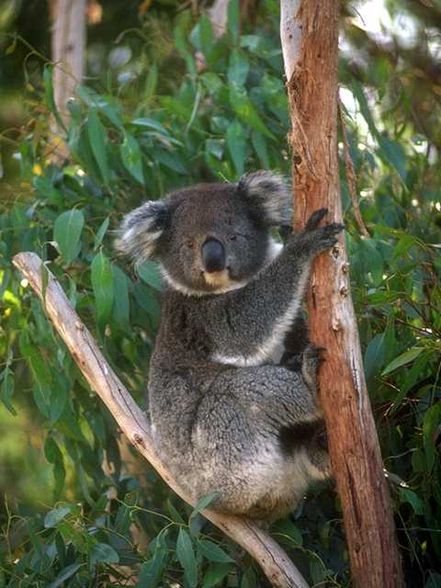 Koala Bären - 