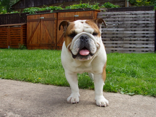 brit.bulldogge - 