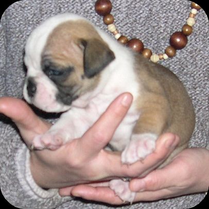 brit.bulldogge - 