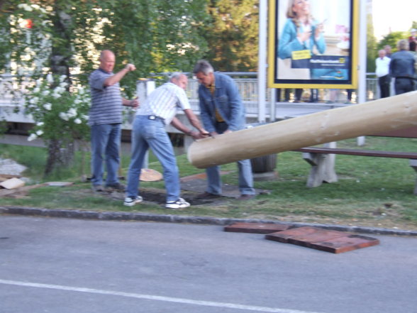 Maibaum 2007 - 