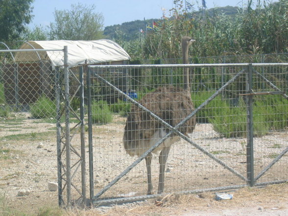 uRlAuB iN CorFu 2007 - 