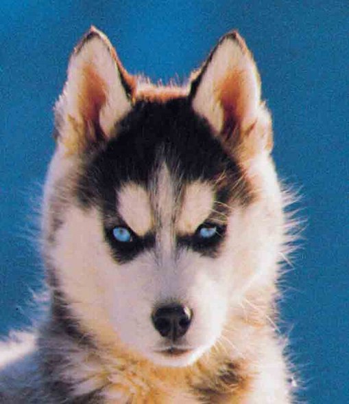 Huskys - 