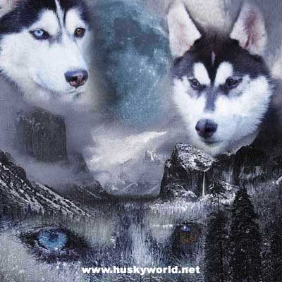 Huskys - 