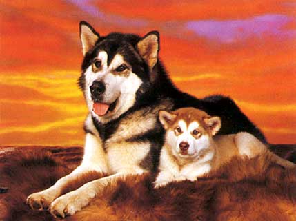 Huskys - 