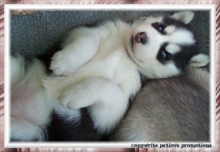 Huskys - 