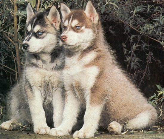 Huskys - 