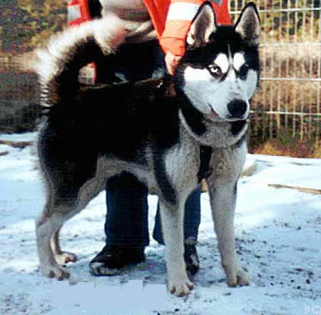 Huskys - 