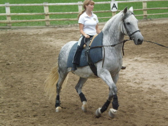 reiten - 