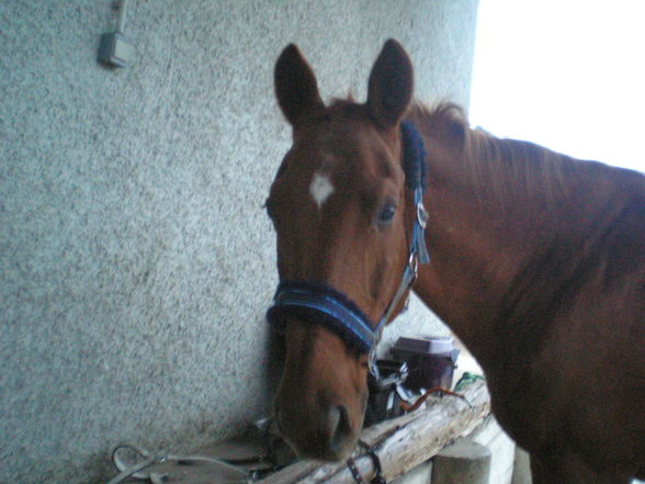 mein Pferd (: - 