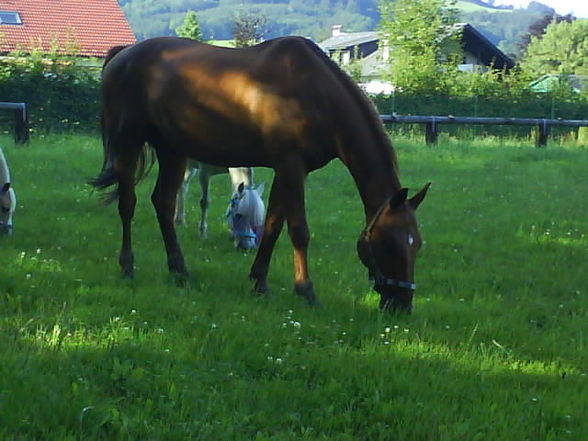 mein Pferd (: - 