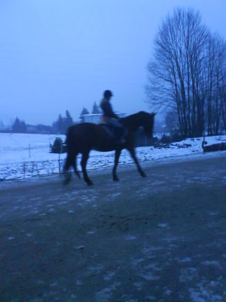 mein Pferd (: - 