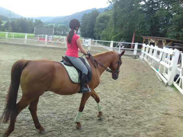 mein Pferd (: - 