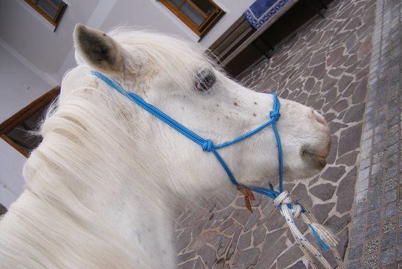 *MyHoRsEs* - 