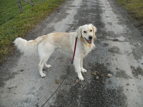 Unsere Golden retriever! - 