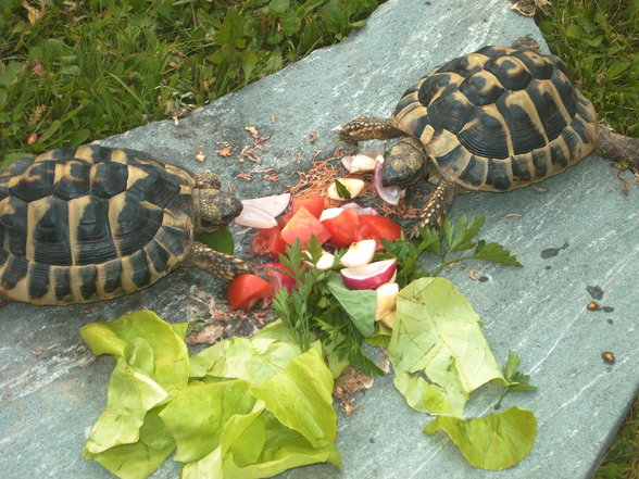 Meine Schildkröten - 