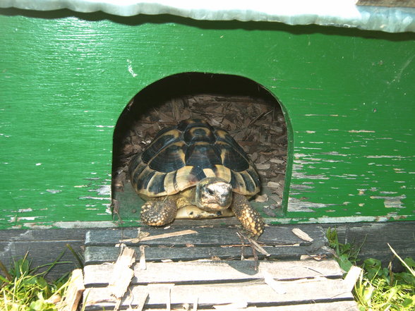 Meine Schildkröten - 