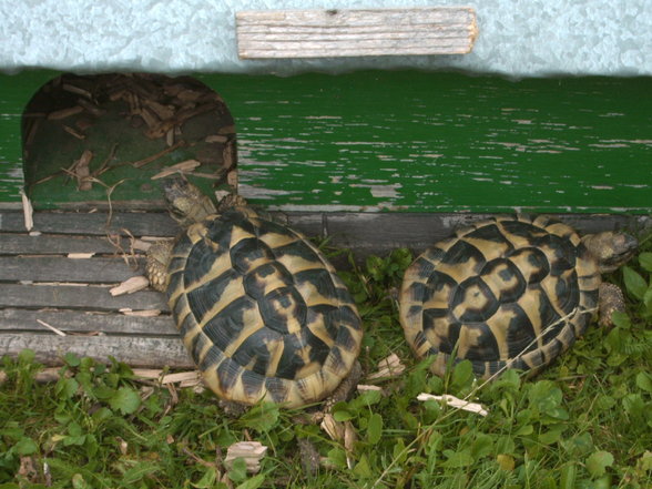 Meine Schildkröten - 