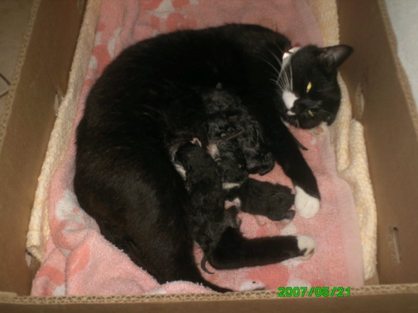 katzenbabys - 