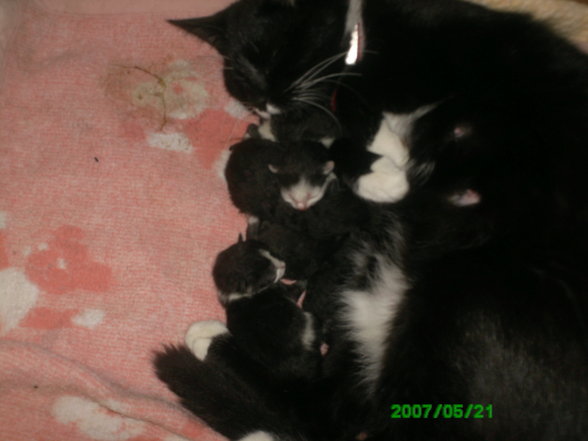 katzenbabys - 