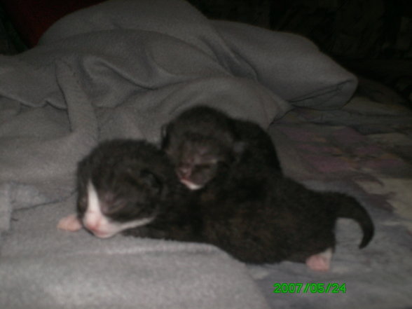 katzenbabys - 