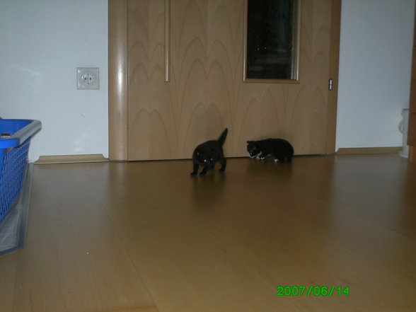 katzenbabys - 