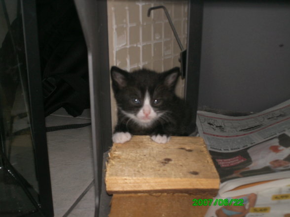 katzenbabys - 