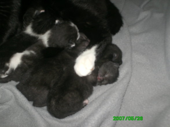 katzenbabys - 