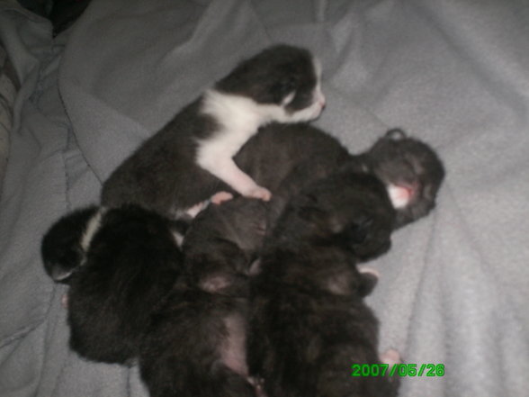 katzenbabys - 