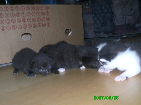 katzenbabys - 