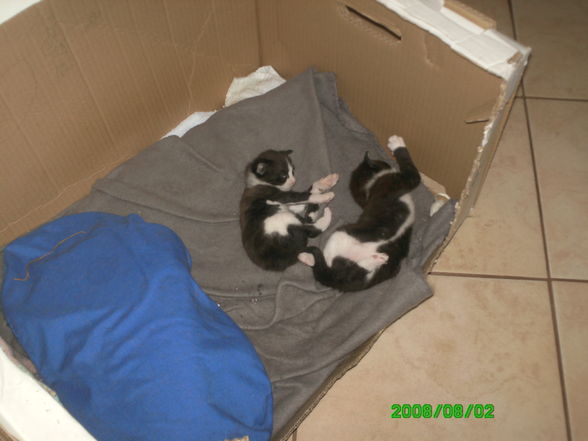 katzenbabys - 