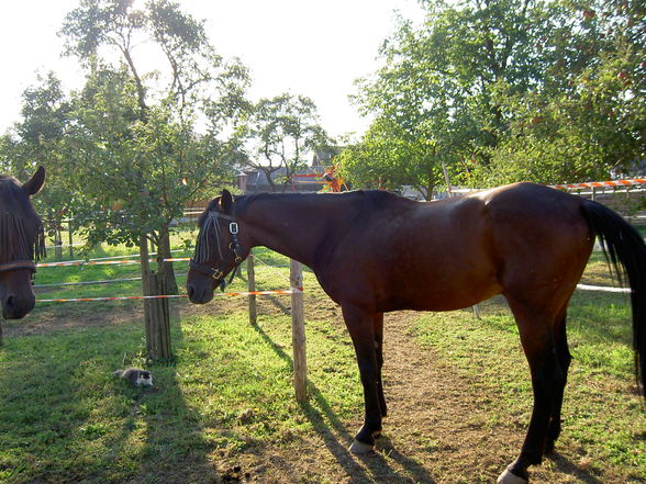 Mein kleines Haustier "gg" - 