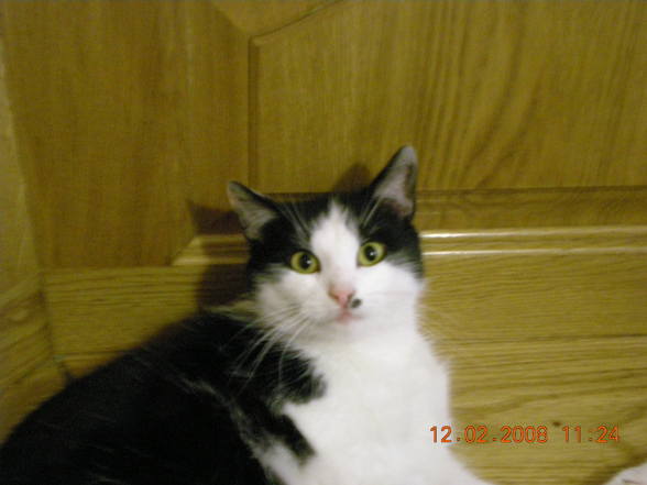 my cats  - 
