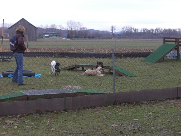 Hundeschule Perg - 