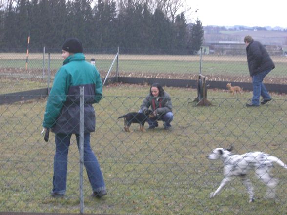 Hundeschule Perg - 