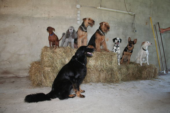 Hundeschule Perg - 