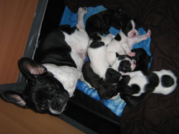 Babys sind 4 wochen - 