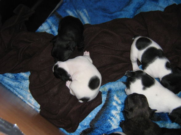 Babys sind 4 wochen - 