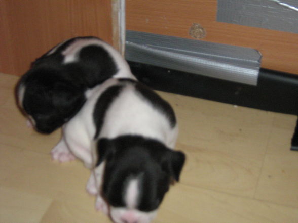 Babys sind 4 wochen - 