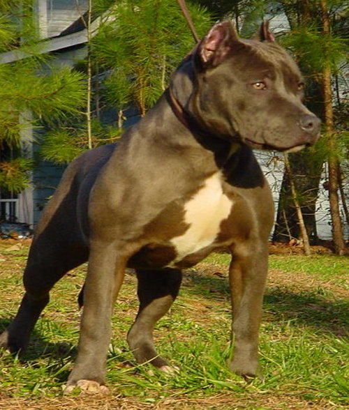 MEIN PIT BULL - 