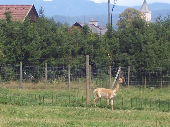 Kärnten urlaub - 